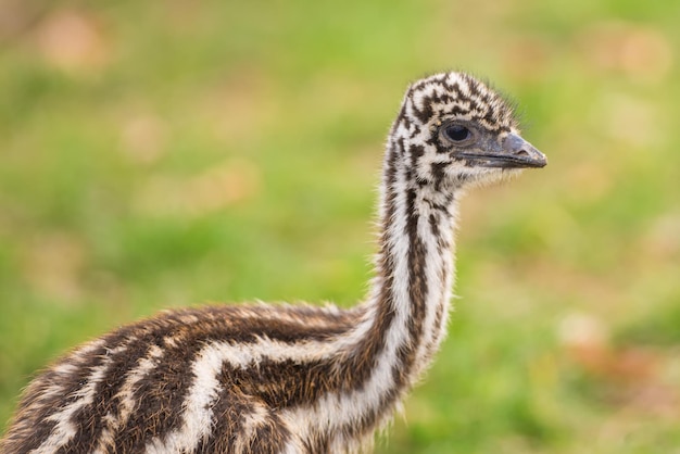 Dziecko Australijski Emu