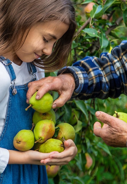 Dziecko i babcia zbierają gruszki w ogrodzie Selektywne skupienie