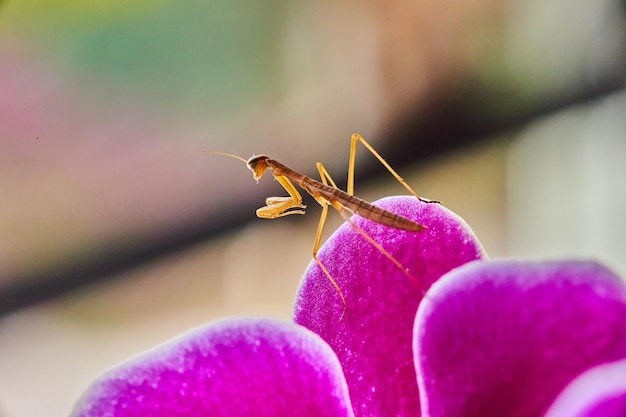 Dziecko modli się owadem modliszkowym na różowym kwiecie orchidei