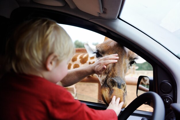 Dziecko Ojca I Malucha Oglądania I Karmienia Zwierząt żyrafa W Parku Safari.