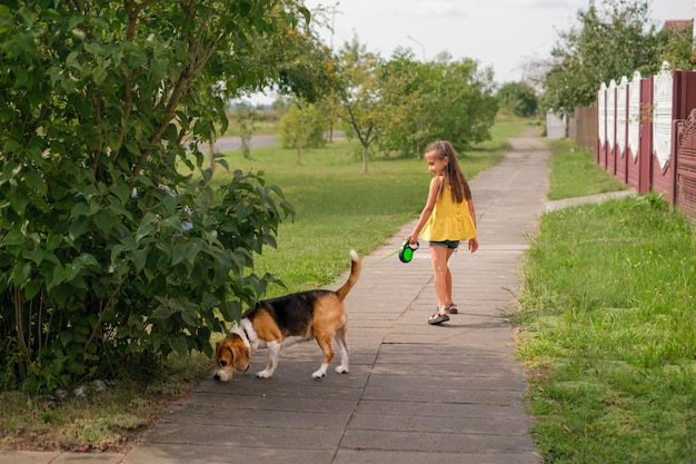 Dziecko prowadzi rasowego psa rasy beagle na smyczy wzdłuż ścieżki