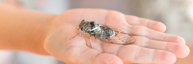 Dziecko ręka trzyma cykady cicadidae czarny duży latający ćwierkający owad lub robak lub chrząszcz na ramieniu badacz dziecka badający zwierzęta żyjące w gorących krajach w Turcji transparent