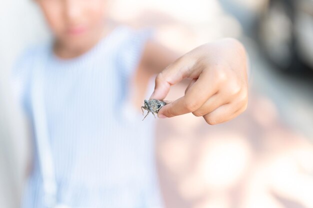 Dziecko Ręka Trzyma Cykady Cicadidae Czarny Duży Latający ćwierkający Owad Lub Robak Lub Chrząszcz Na Ramieniu Badacz Dziecka Badający Zwierzęta żyjące W Gorących Krajach W Turcji