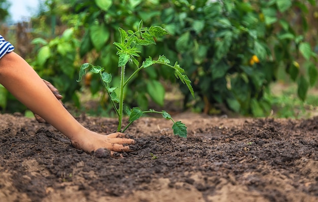 Dziecko sadzi roślinę w ogrodzie. Selektywne skupienie. Natura.