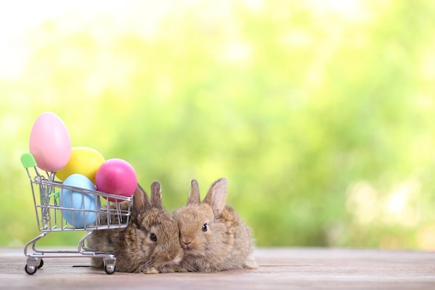 Dziecko słodki i uroczy królik siedzi na zielonej trawie Mały i młody króliczek to uroczy puszysty zwierzak Wielkanocna koncepcja na żółtym tle jajko i trawa z bokeh jako tło natury