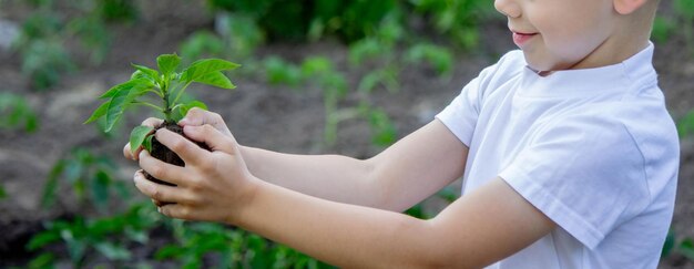 Dziecko trzyma kiełek w dłoniach Selektywne fokus Natura