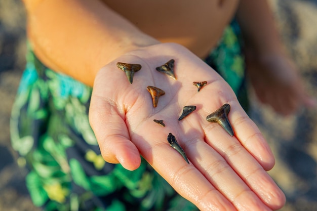 Dziecko trzyma w dłoni kolekcję skamieniałych zębów rekina
