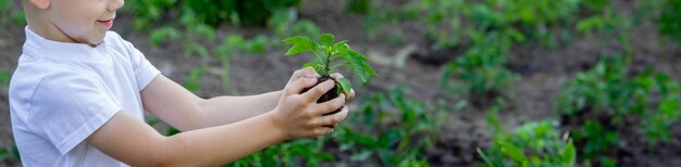 Dziecko trzyma w dłoniach kiełek Selektywne skupienie Natura