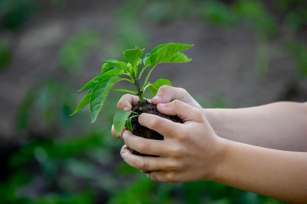 Dziecko trzyma w dłoniach kiełek Selektywne skupienie Natura