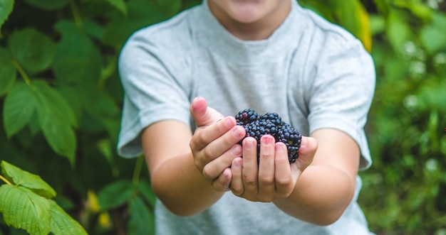 Dziecko trzyma w rękach drewnianą miskę z czarnymi malinami w ogrodzie latem