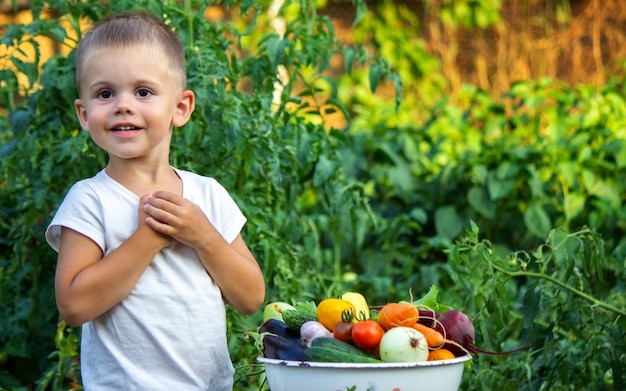 Dziecko trzyma w rękach warzywa informacyjne. Warzywa w misce na farmie. Produkt ekologiczny z gospodarstwa. Selektywne skupienie. Natura