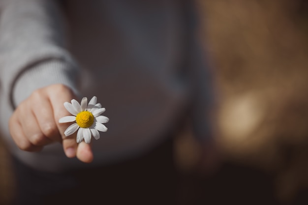 Dziecko z stokrotka kwiatem
