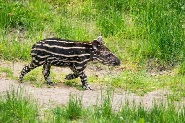 Dziecko zagrożonego południowoamerykańskiego tapiru