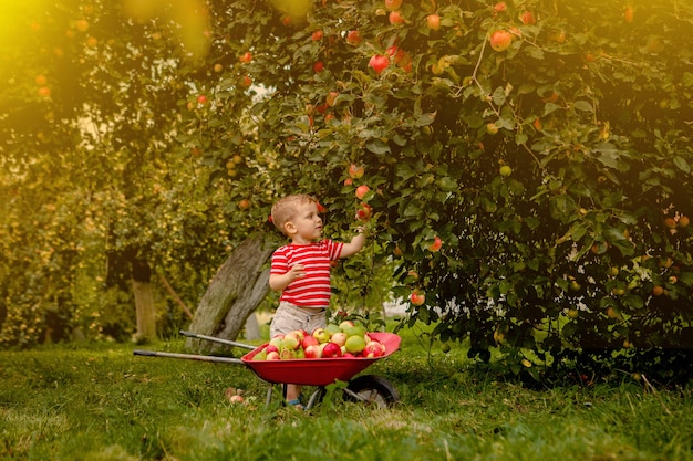 Dziecko zbiera jabłka na farmie. Mały chłopiec bawi się w sadzie jabłoni.