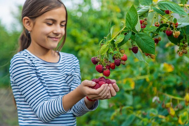 Dziecko zbiera maliny w ogrodzie Selektywne skupienie