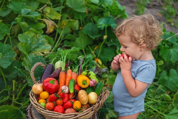 Dziecko ze zbiorem warzyw w ogrodzie Selektywne skupienie