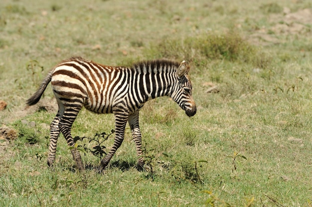 Dziecko zebra w Parku Narodowym. Afryka, Kenia