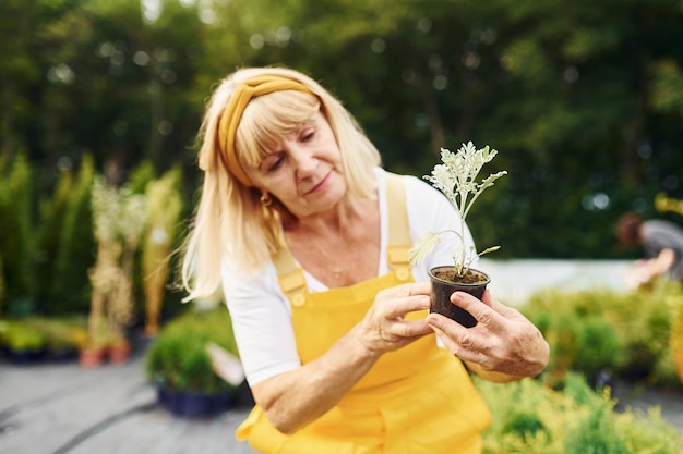 Dzień pracy W żółtym mundurze Starsza kobieta jest w ogrodzie w ciągu dnia Poczęcie roślin i pór roku