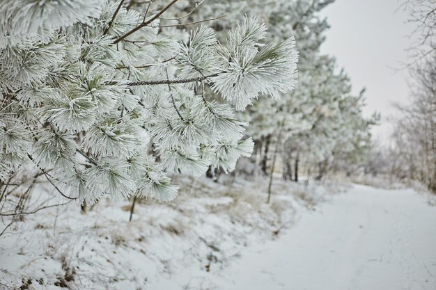 Dzień w śnieżnym zimowym lesie