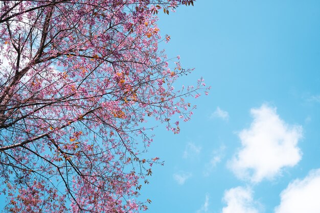 Dzień wiosny, różowe kwiaty w lesie na jasnym niebie
