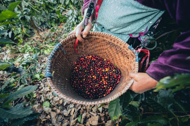 Dzień zbiorów na plantacji kawy i arabiki w Tajlandii