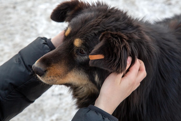 Dziewczyna głaszcze bezdomnego psa Opieka nad zwierzętami Schronisko dla bezdomnych zwierząt