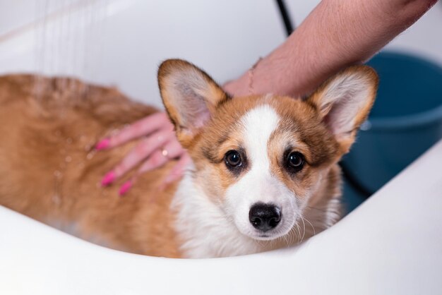 Zdjęcie dziewczyna kąpa małego szczeniaka pembroke welsh corgi pod prysznicem patrzy uważnie na kamerę szczęśliwy mały pies koncepcja opieki o życie zwierząt pokaz zdrowia rasy psów