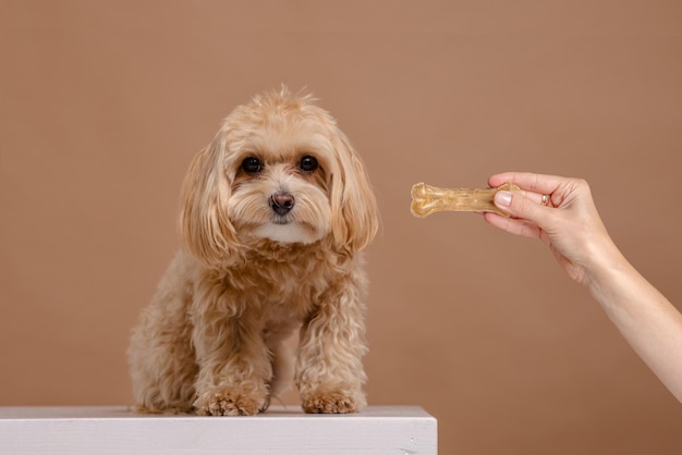 Dziewczyna karmi szczeniaka Maltipoo koncepcją szczęśliwego psa z kością