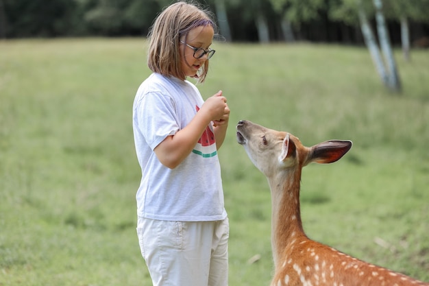 Dziewczyna karmiąca słodkie bambi jelenia łaciatego w mini zoo. Szczęśliwa dziewczyna podróżnika lubi spędzać czas z dzikimi zwierzętami w parku narodowym w lecie. Mały jelonek bawi się z ludźmi w kontakcie z zoo