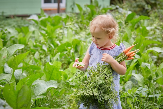 Dziewczyna studiująca świat stoi w ogrodzie z marchewką w dłoniach. Słoneczny letni dzień. Zdrowie i zdrowa naturalna żywność