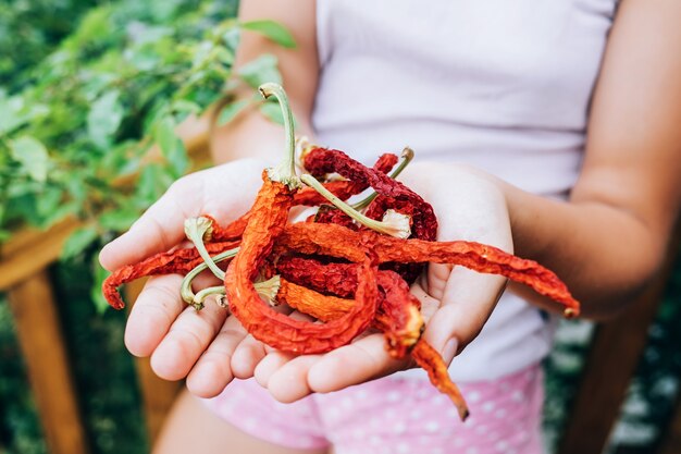 Dziewczyna Trzyma Suszone Czerwone Papryczki Chili W Dłoniach