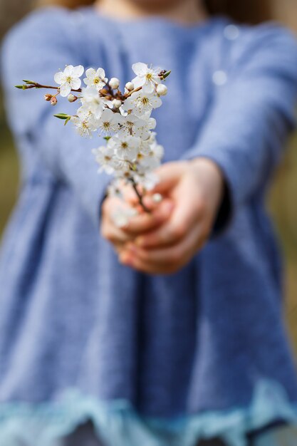 Dziewczyna trzyma w rękach gałązkę kwitnących moreli. Zbliżenie na piękne kobiece ręce trzymając gałąź kwitnących drzew owocowych. delikatne wiosenne tło. kobiece dłonie na rozmytym tle