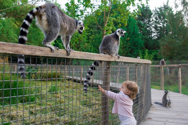 Zdjęcie dziewczyna w zoo chce dotknąć ogona lemura. lemur katta