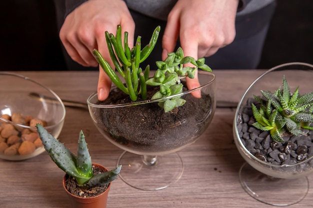 Dziewczyna zajmuje się przesadzaniem sukulentów w szklanym florarium. Hobby, kwiaty domowe.