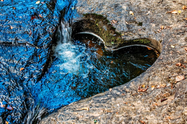 Zdjęcie dziewicza flora i fauna nowej kaledonii