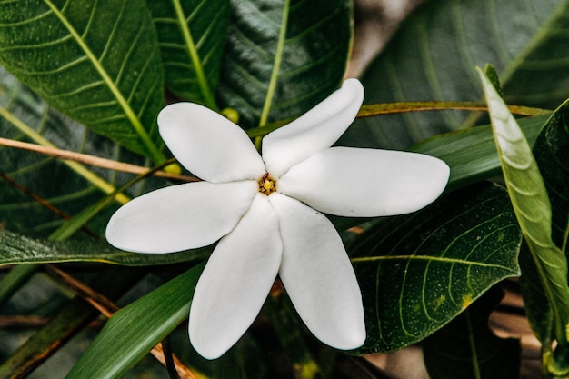 Dziewicza przyroda Nowej Kaledonii z jej pięknymi kwiatami i roślinnością