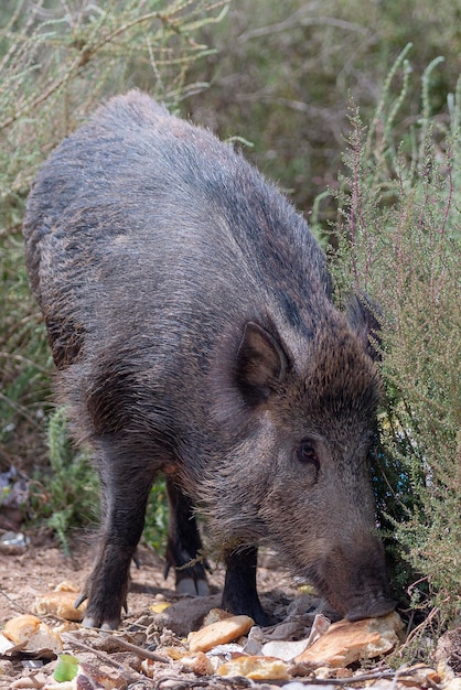 Dzik, dzika świnia, dzika eurazjatycka lub dzika świnia (Sus scrofa) Almeria, Hiszpania