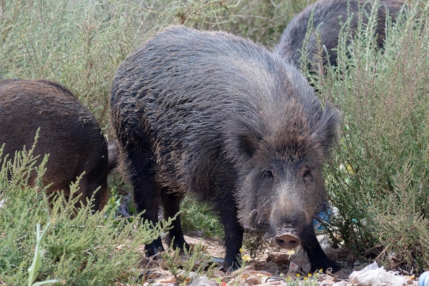 Dzik, dzika świnia, dzika eurazjatycka lub dzika świnia (Sus scrofa) Almeria, Hiszpania