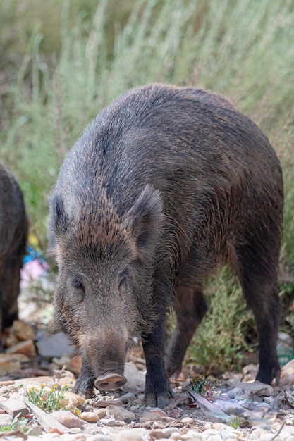 Dzik, Dzika świnia, Dzika Eurazjatycka Lub Dzika świnia (sus Scrofa) Almeria, Hiszpania