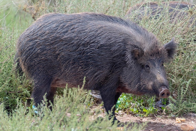 Dzik, dzika świnia, dzika eurazjatycka lub dzika świnia (Sus scrofa) Almeria, Hiszpania