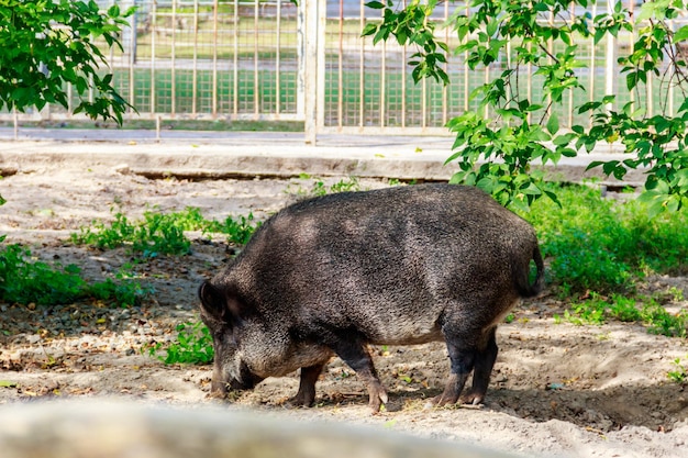 Dzik Sus scrofa znany również jako dzika świnia Eurazjatycka dzika świnia