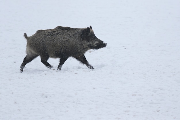 Dzik w naturalnym środowisku. Europejski dzik. Sus scrofa.