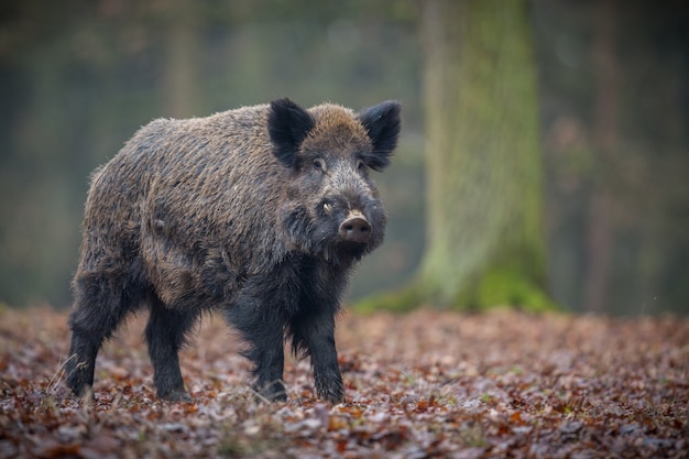 Dzik W Naturze Siedlisko Niebezpieczne Zwierzę W Lesie Czechy Natura Sus Scrofa