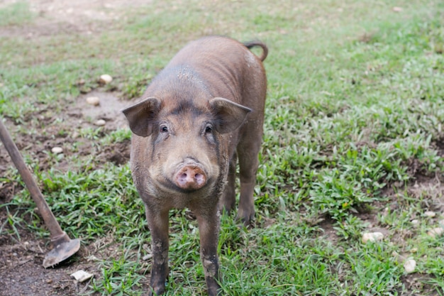 Dzik w trawie, przed zaroślami (Sus scrofa).