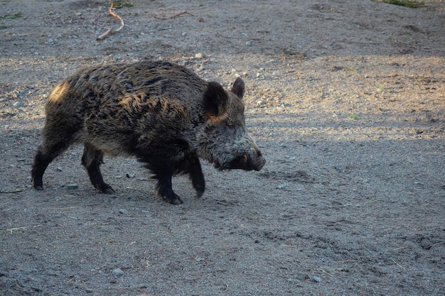 Dzik, Zwykła Dzika świnia, Eurazjatycka Dzika świnia Lub Dzika świnia (sus Scrofa) Sztokholm, Szwecja