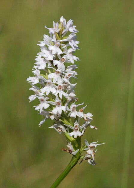 Zdjęcie dzika biała orchidea znaleziona w wielkiej brytanii