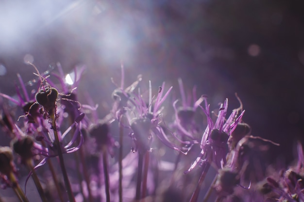 Dzika cebula zbliżenie fioletowy kwiat tło dziki por tło