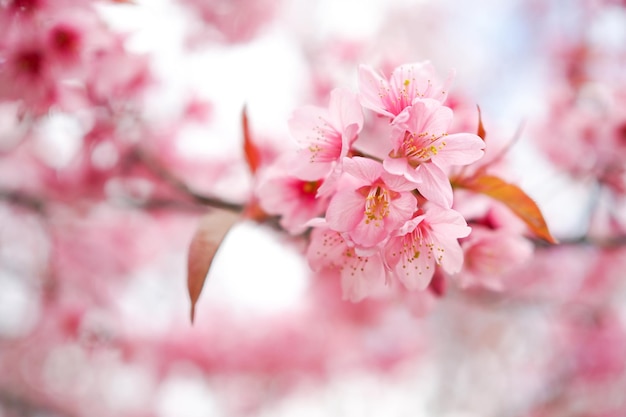 Dzika Himalajska Wiśnia Wiosną, Prunus cerasoides, Różowy Kwiat Sakury Na tle