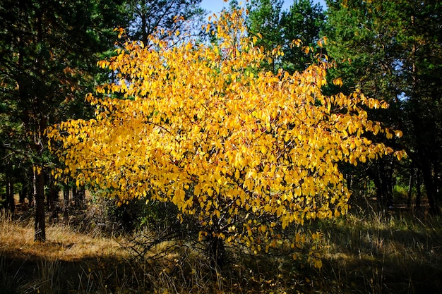 Dzika jabłoń z jasnożółtymi liśćmi jesienią na tle zielonych sosen