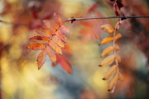 Dzika jarzębina rozgałęzia się w jesień lesie na bokeh tle w wschodzie słońca. Pomarańczowa czerwień opuszcza w zmierzchu zakończeniu. Tło jesień las z kolorową bogatą florą w świetle słonecznym. Jesienne liście jarzębiny w podświetleniu